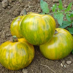 Tomate Green Zebra